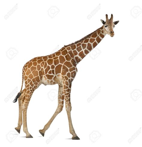 Giraffe Pictures Kids Search