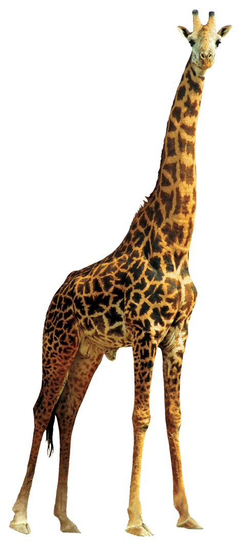 Giraffe PNG Transparent Image   PngPix