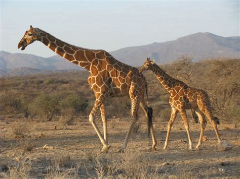 Giraffe | The Biggest Animals Kingdom