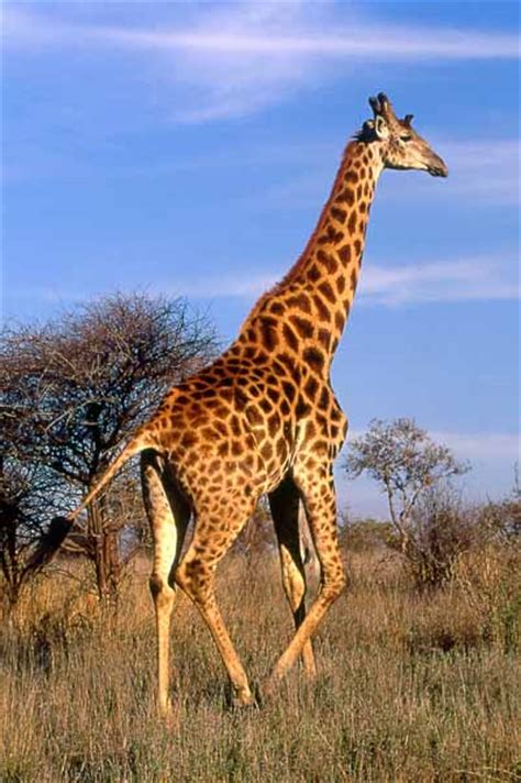 Giraffe walking in Kruger National Park