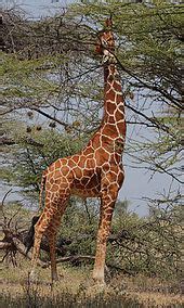 Giraffe   Wikipedia