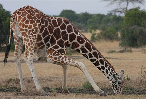 Giraffe   Wikipedia, the free encyclopedia | Jungle ...