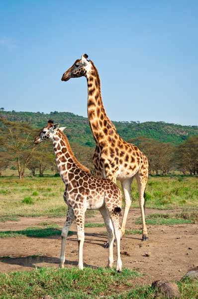 Giraffen in Kenia › Kenia Safari