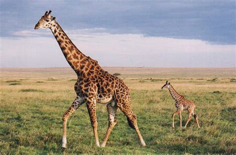 Giraffes and lumpers and splitters | Natural History