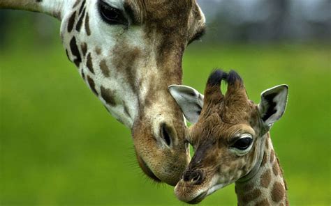Giraffes Cute Images 2013 | Funny And Cute Animals
