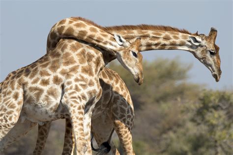Giraffes Fighting Video