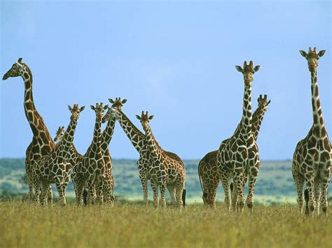Giraffes images Giraffes HD wallpaper and background ...