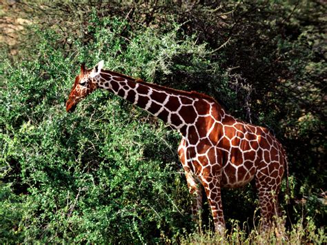 Giraffes Online : Giraffa camelopardalis: the giraffe