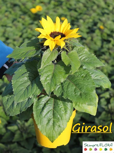 Girasol > Sim Tejedor Cultius   Sempreflora