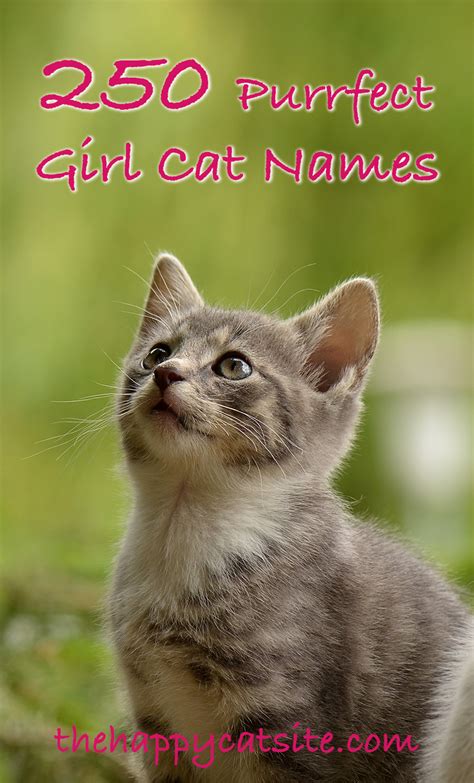 Girl Cat Names   250 Female Cat Names You Will Love by The ...