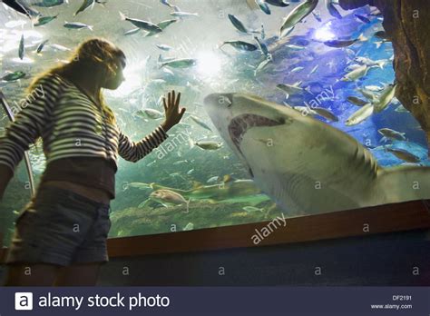 Girl looking at shark in Palacio del Mar aquarium, San ...