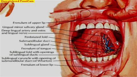 GIT Anatomy   Mouth , salivary glands and muscles of the ...