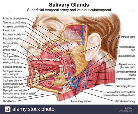 Glands In The Mouth Anatomy | MedicineBTG.com