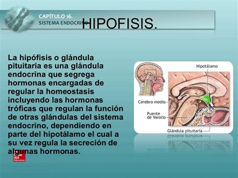 Glandula hipofisis