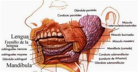 Glándula Parótida: Glándula submandibular