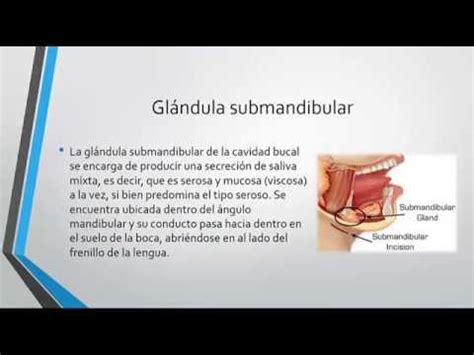 Glandula parotida y glandulas salivales   YouTube