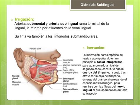 Glándula sublingual anatomia