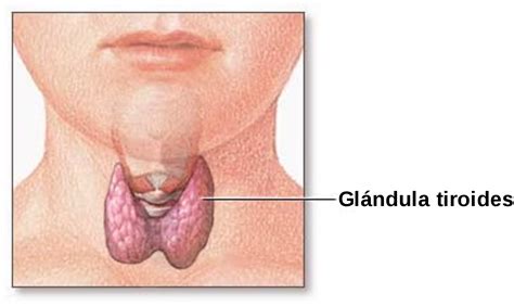 Glándula tiroides   Wikipedia, la enciclopedia libre