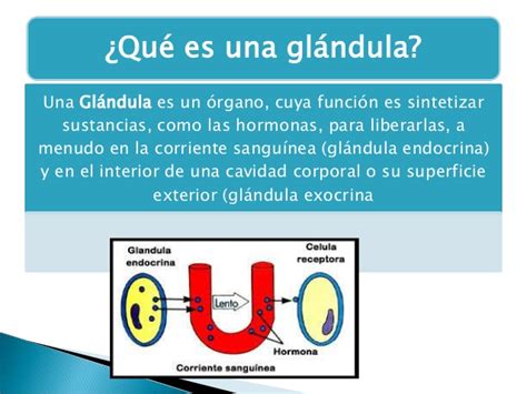 Glándulas del cuerpo