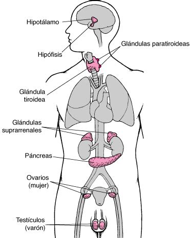 Glándulas endocrinas   Trastornos hormonales y metabólicos ...