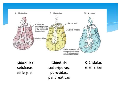 Glandulas exocrinas clasificacion