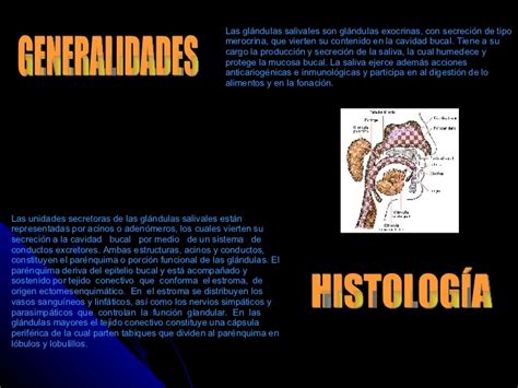 Glandulas Salivale S