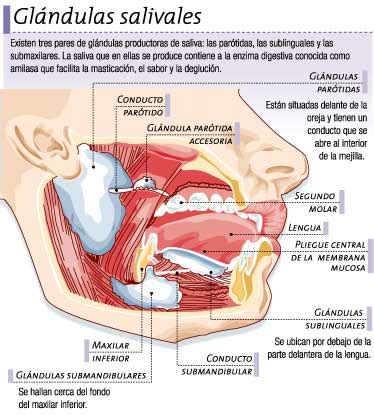 Glándulas salivales Icarito