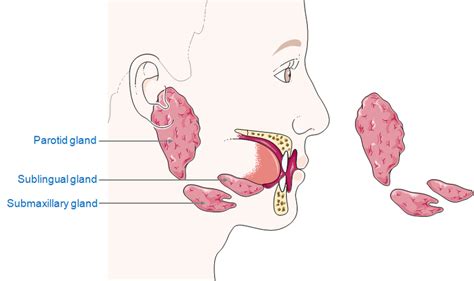 glândulas salivares | Repositório Imagens EVA