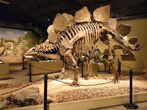 Glendive Dinosaur & Fossil Museum, Glendive, MT | Home ...