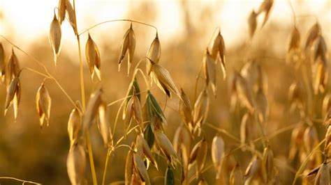 Gluten free oats – Ontario Grain Farmer