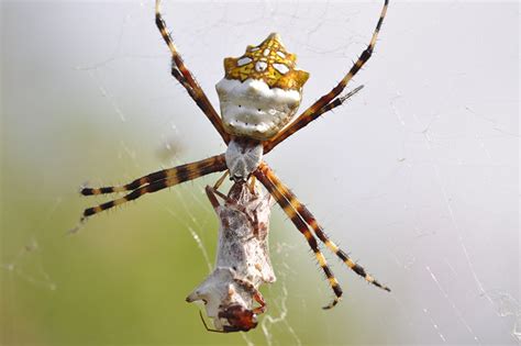 Go Biólogo : Aranhas mais comuns em residências