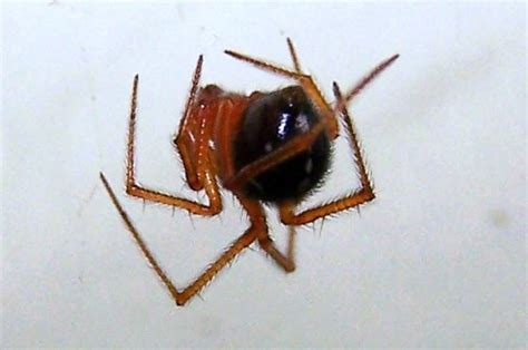 Go Biólogo : Aranhas mais comuns em residências