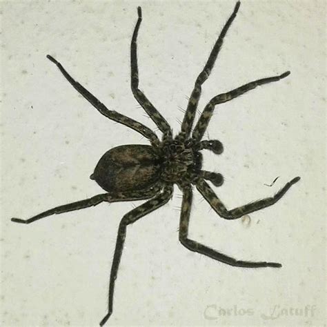 Go Biólogo : Como identificar uma aranha