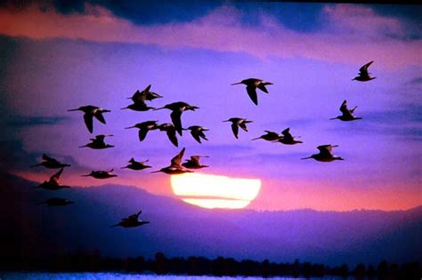 Godwits in flight – Bird migration – Te Ara Encyclopedia ...