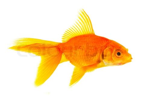 Gold fish isolated on a white background | Stock Photo ...