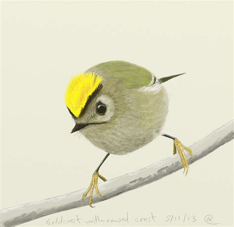 Goldcrest with raised crest | Bird Sketches