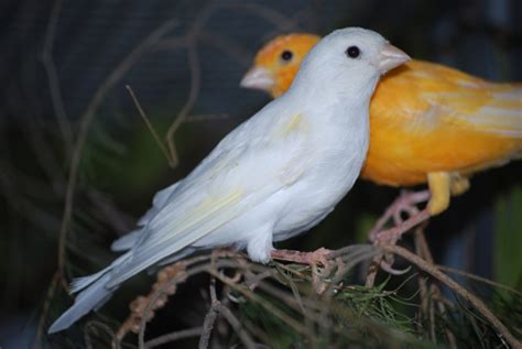 Golden Birds: canary for sale طيور كناري للبيع