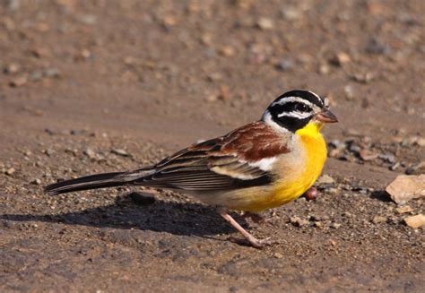 Golden breasted bunting   Wikipedia