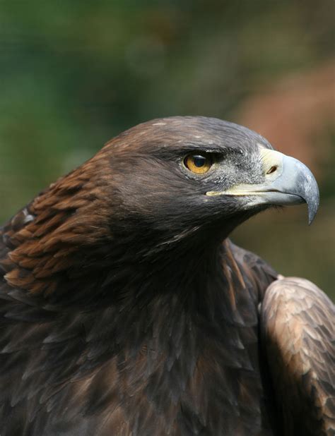 Golden eagle   Simple English Wikipedia, the free encyclopedia