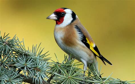 Goldfinch Tree Wallpaper photo and wallpaper. All ...