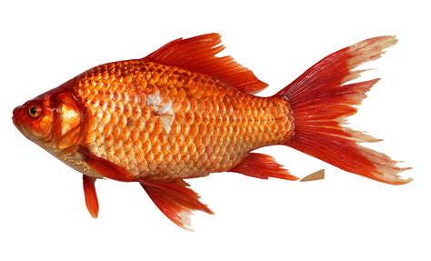 Goldfish PNG Transparent Image   PngPix