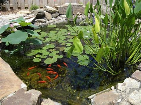 Goldfish Ponds & Water Gardens | The Pond Doctor