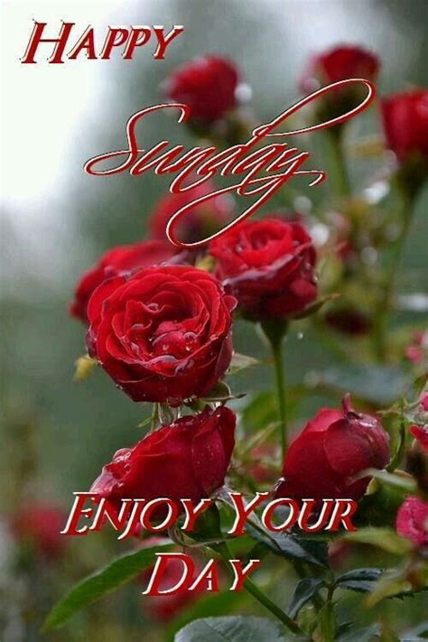 Good morning, happy Sunday, enjoy your day sister and all ...