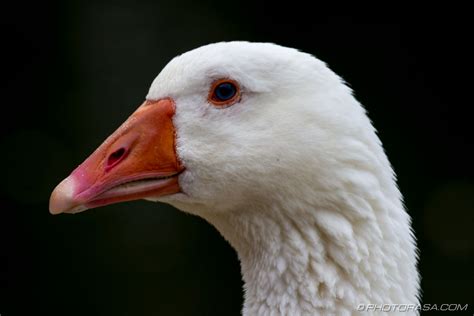 Goose With Orange Beak Pictures to Pin on Pinterest ...