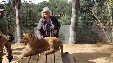 Gorgeous Baby Lion 6 months old   Picture of Zoo de ...