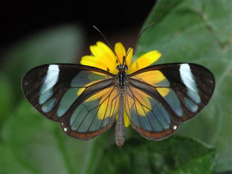 Gorgeous Glasswing Butterflies  42 Stunning Photos