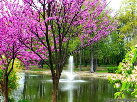 gorgeous spring pictures | Beautiful Spring Day Wallpapers ...