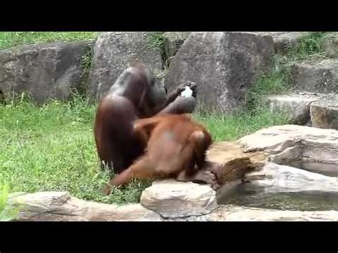 gorila se lava como un humano.   YouTube