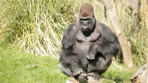 Gorilla Kingdom | Zoological Society of London  ZSL