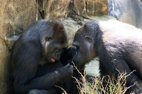 Gorilla   Wikipedia, den frie encyklopædi